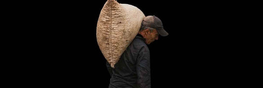 tea harvesting