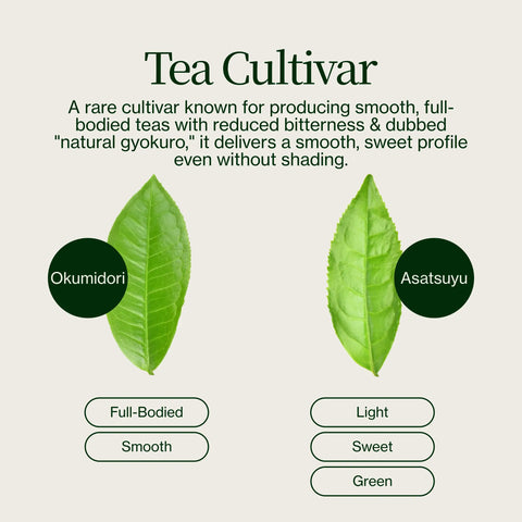 Thé vert Matcha premium Chiran de qualité supérieure