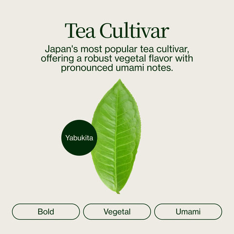 Wazuka Matcha Seisui