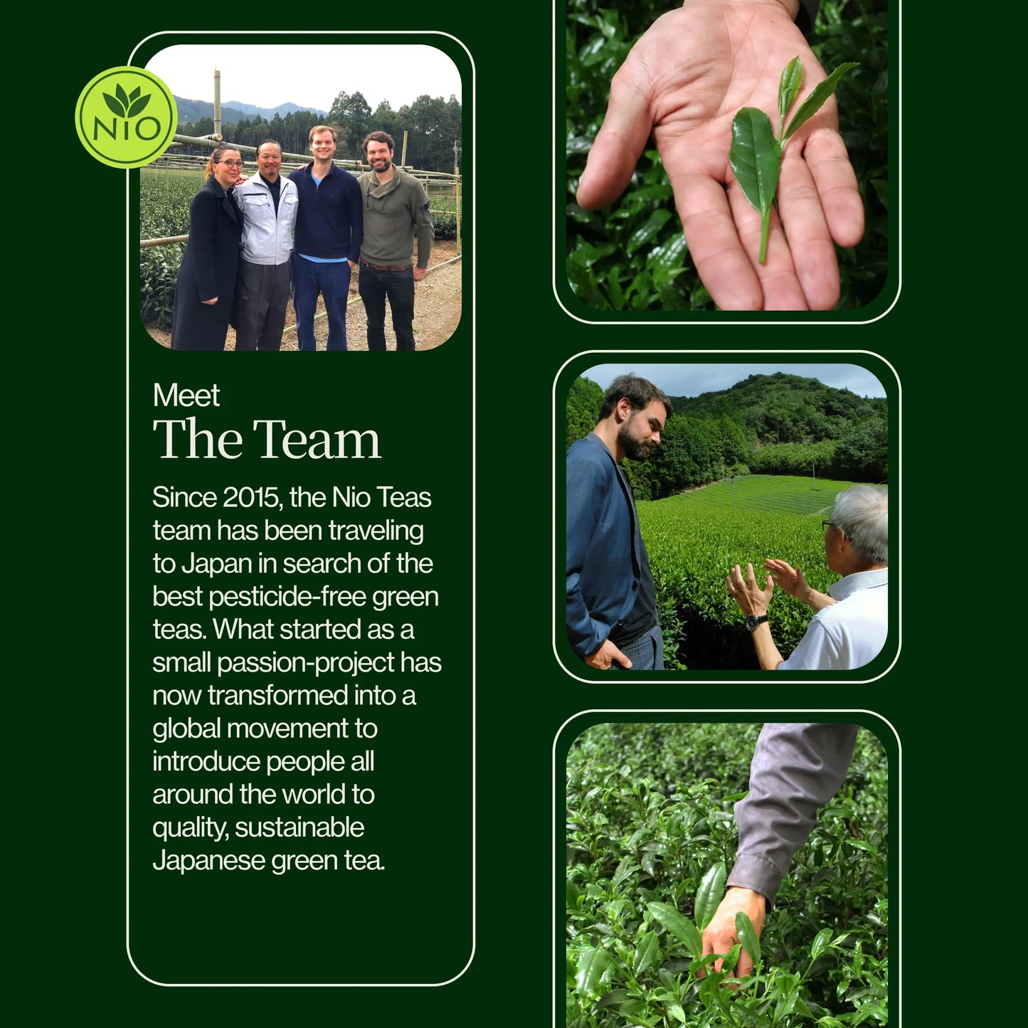 Roasted Hojicha Green Tea Noike