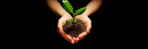 tea fertilizer