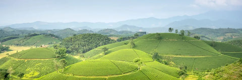 Where Did Matcha Originate? The Answer is Complicated