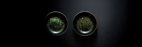 tencha vs gyokuro