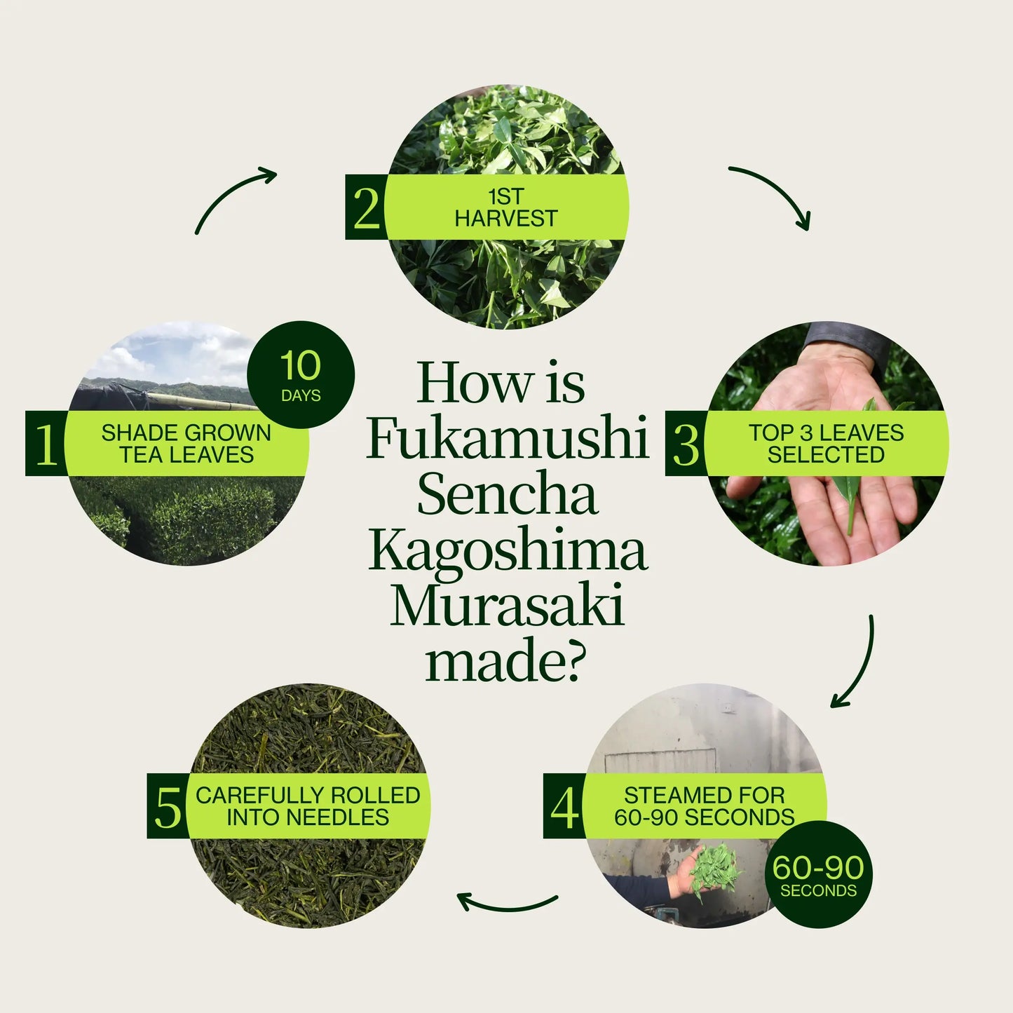 Fukamushi Sencha Murasaki