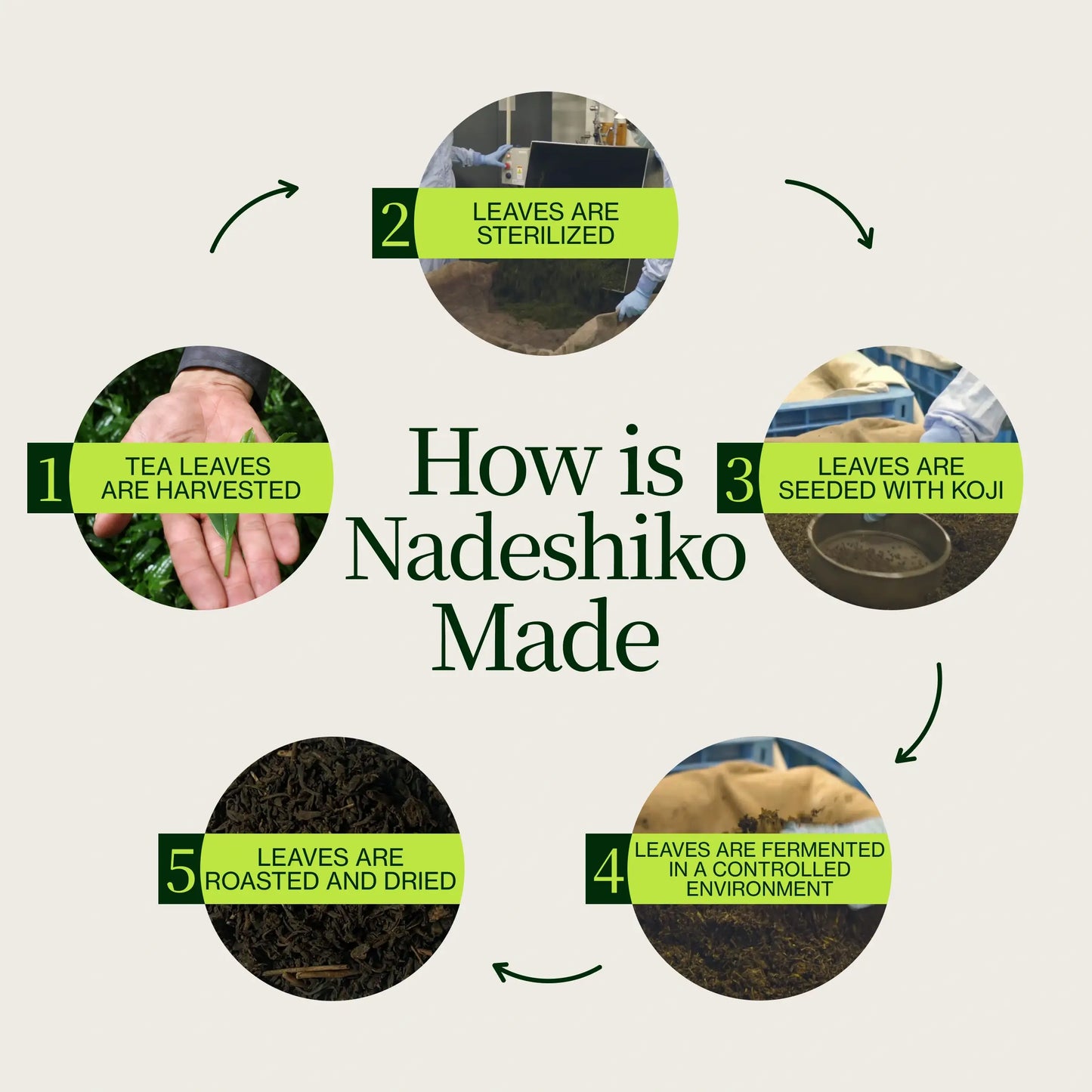 Nadeshiko Thé Vert Fermenté