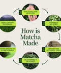 Step by step matcha production process from shade grown leaves to stone ground powder