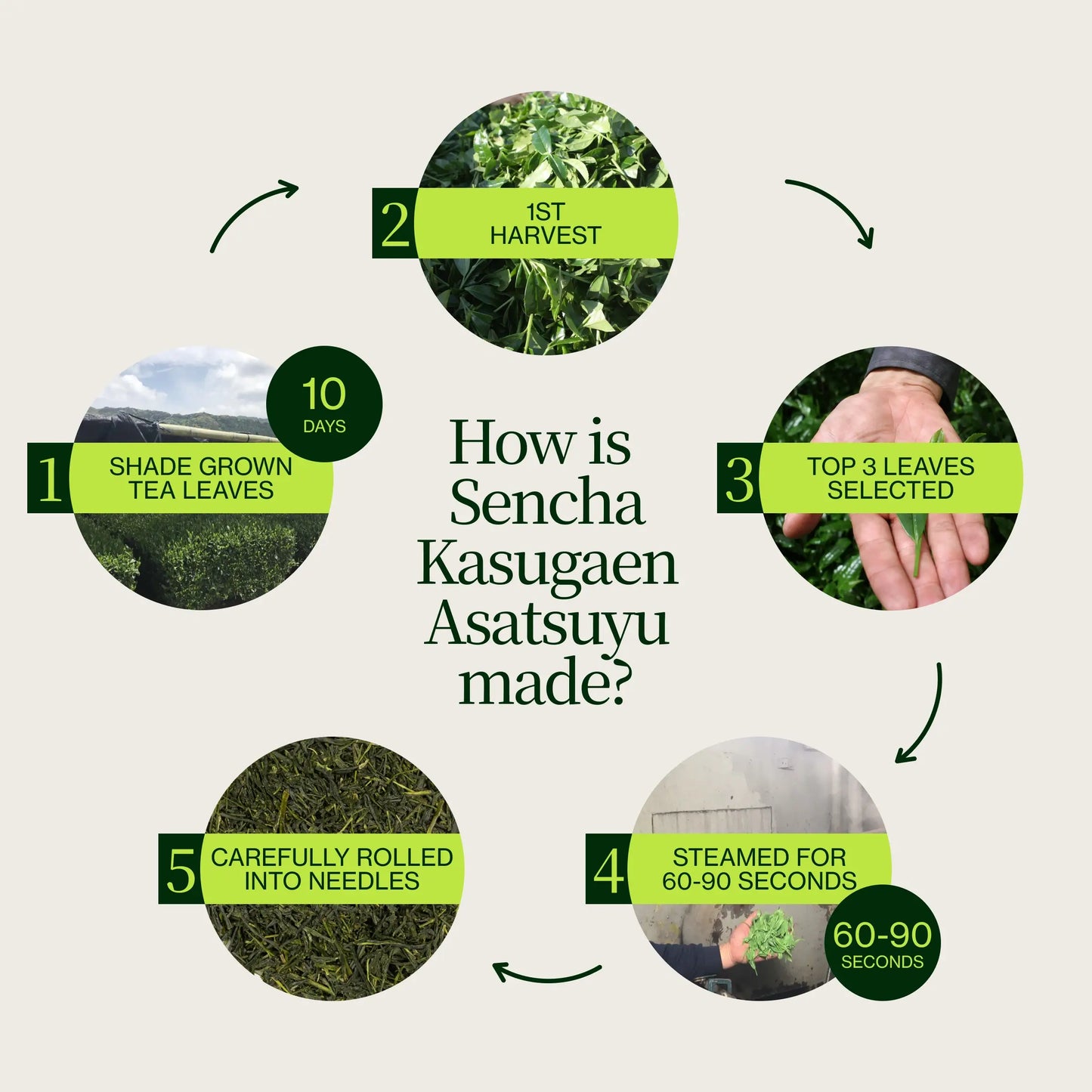 Sencha Kagoshima Kasugaen