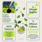 Matcha Sampler 18-Pack