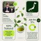 Thé Vert Torréfié Hojicha Noike