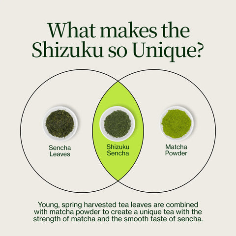 Sencha Shizuku avec Poudre de matcha